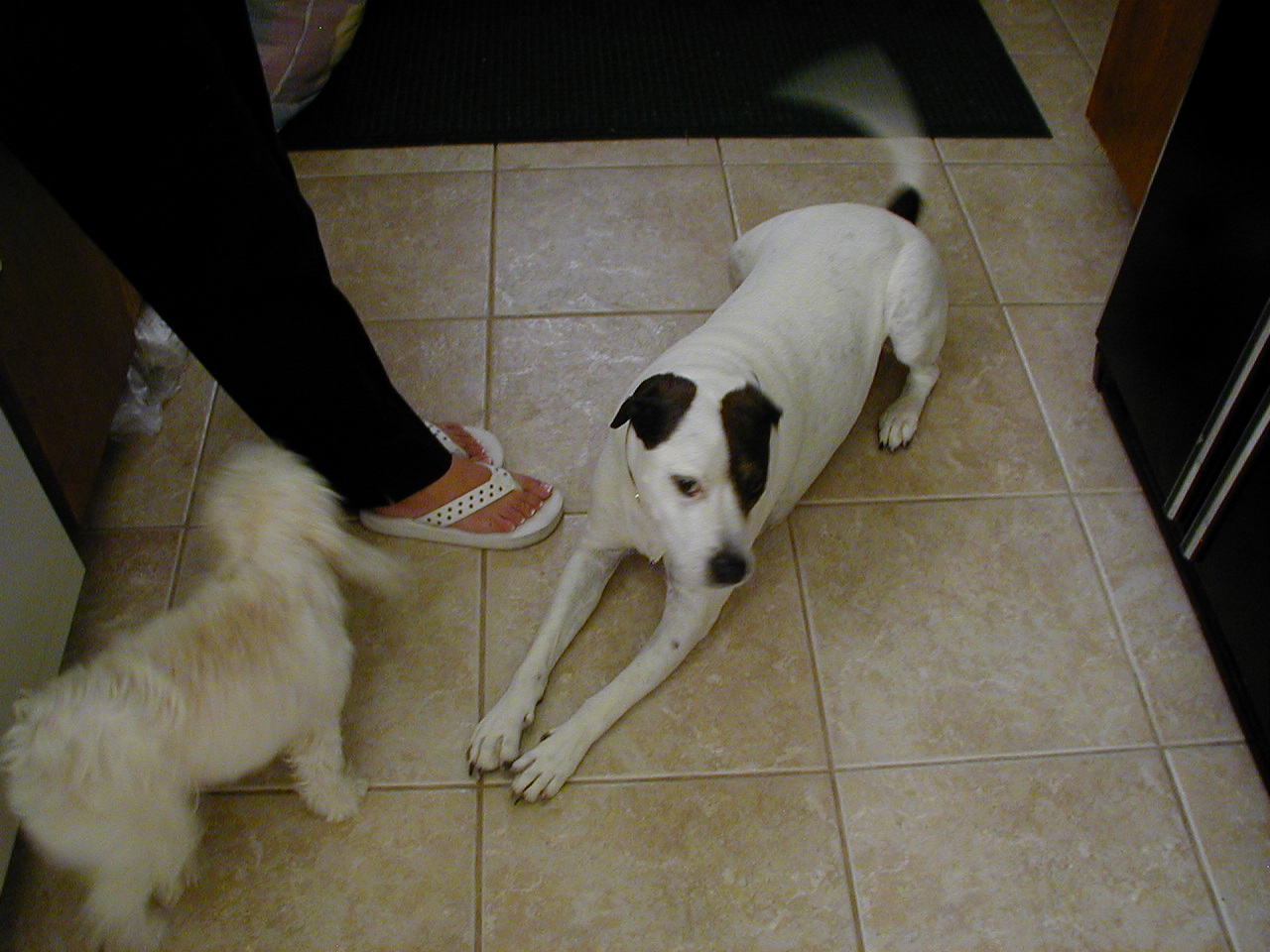 dogs on kitchen floor